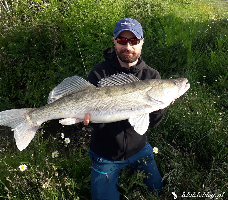 Big perch on the fly - Hlehle Blog