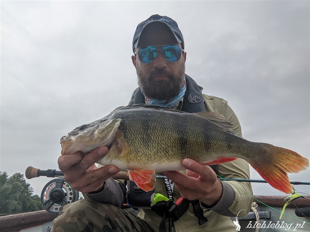 Big perch on the fly - Hlehle Blog