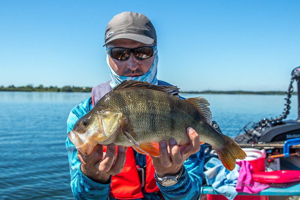 Big perch on the fly - Hlehle Blog